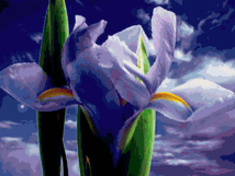 ирис - ирисы, цветы - предпросмотр