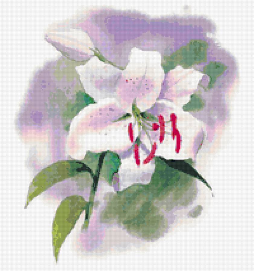 белая лилия - цветы, лилии - предпросмотр