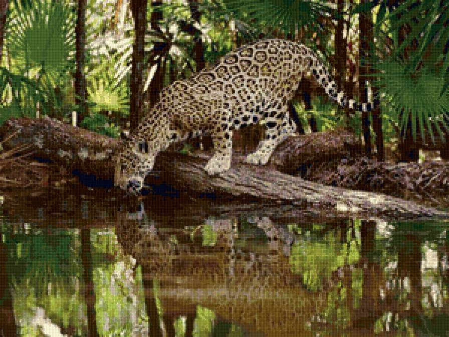 Ягуар - природа, звери, животные, кошки, пейзаж - предпросмотр