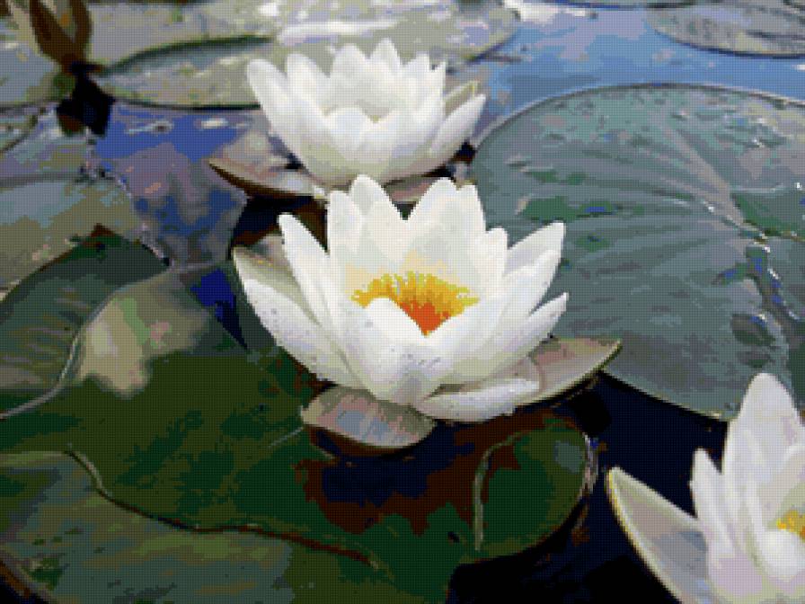 Лотосы - цветы, вода, природа - предпросмотр