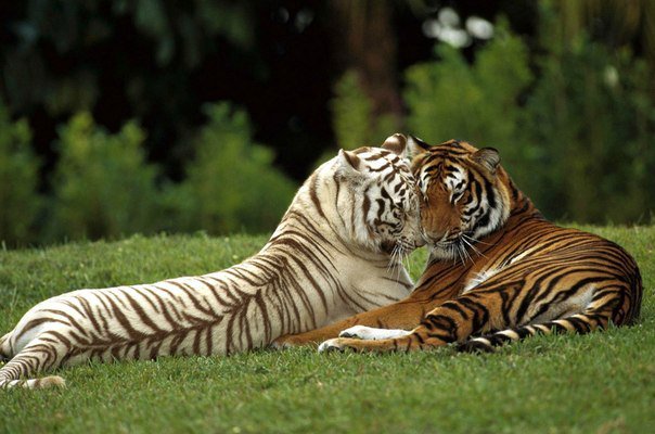 тигры - тигры - оригинал