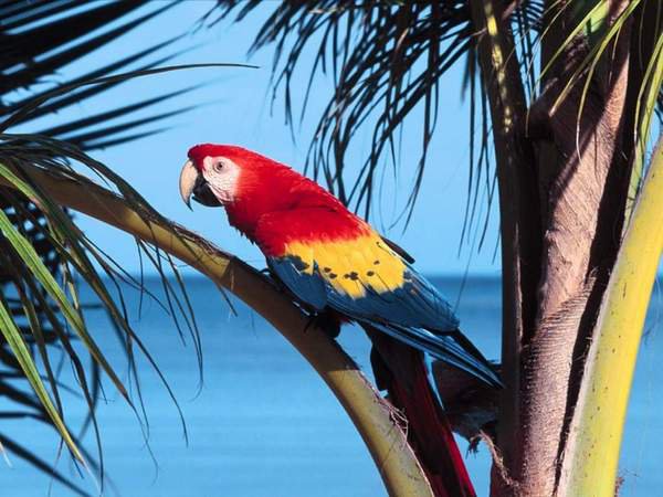 Попугай - экзотика, вода, попугай, пальмы, небо, океан, лето, птица - оригинал