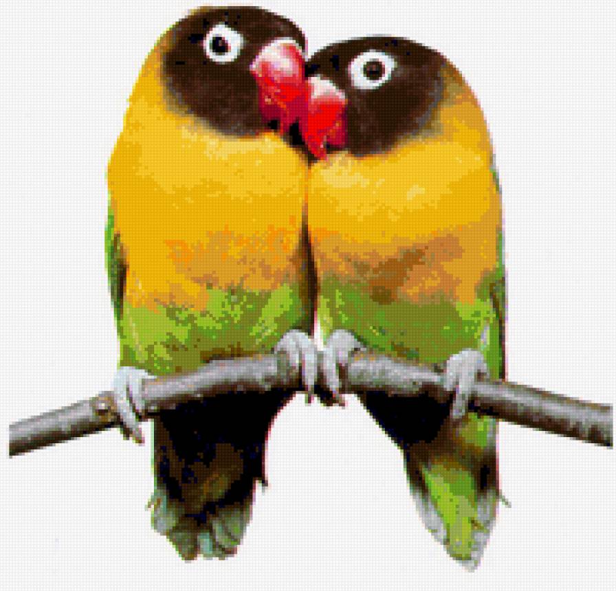 Попугаи - яркое, на ветке, птицы, пара, попугаи - предпросмотр