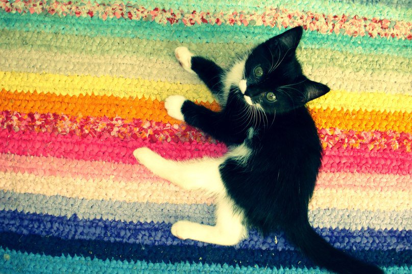 котейка - кот, котенок - оригинал