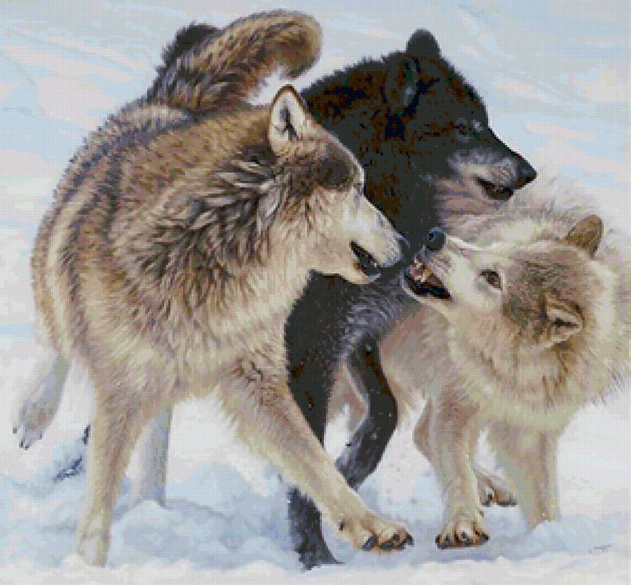 Серия "Волки" - волки, животные - предпросмотр