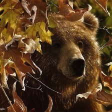 Схема вышивки «Медведь»