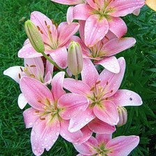 Схема вышивки «лилии»