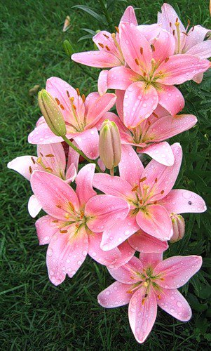 лилии - оригинал