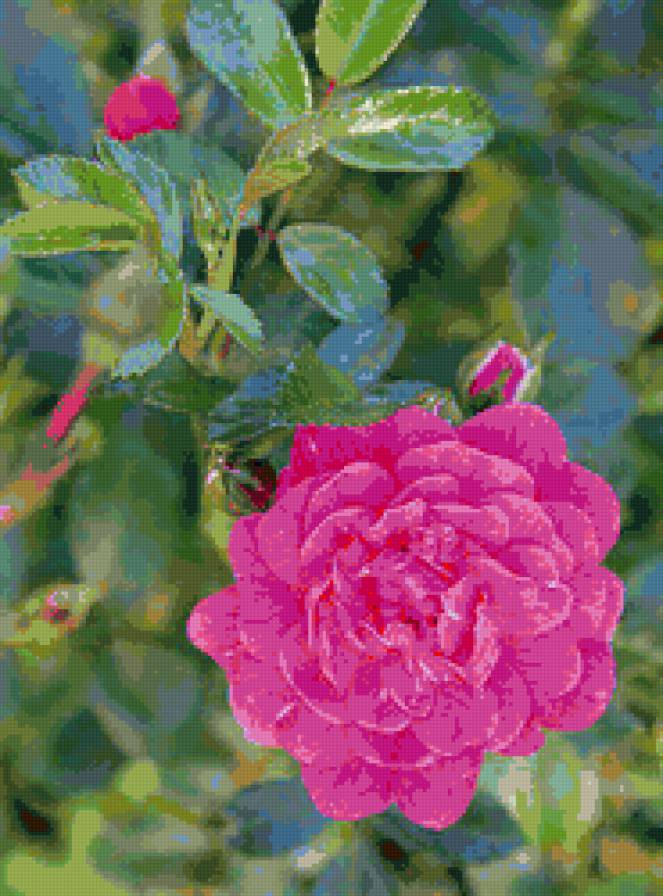 роза - цветы - предпросмотр