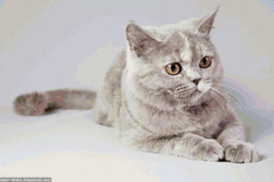 Кошечка - животные, кошки - предпросмотр