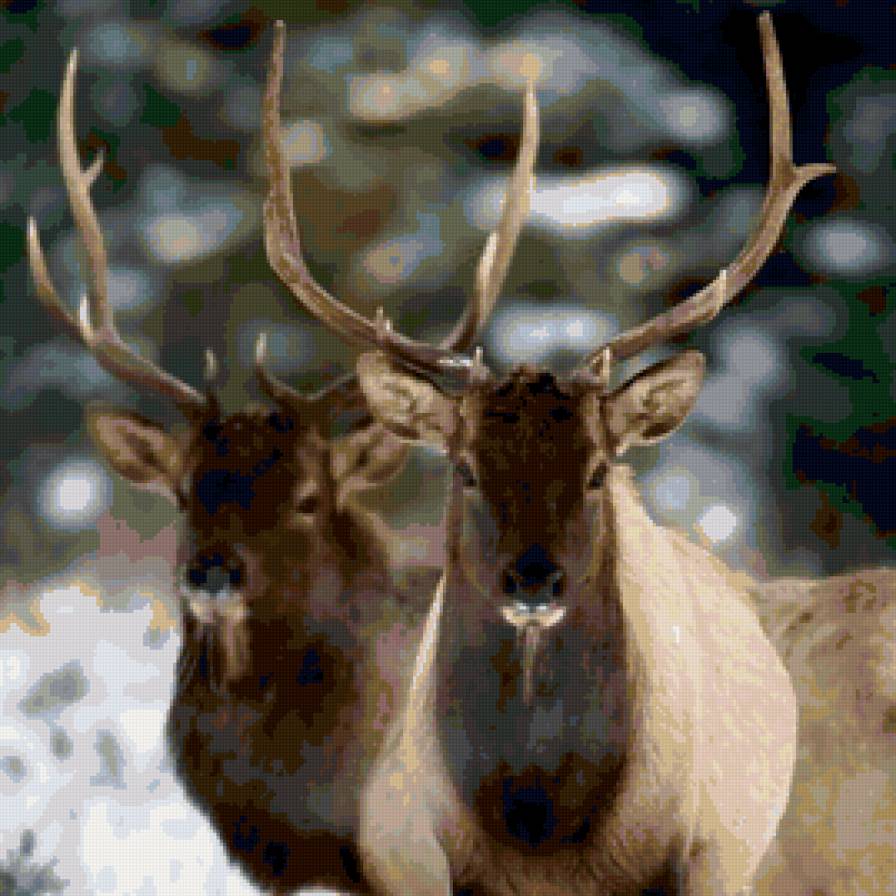 Олени - олени - предпросмотр