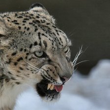 Схема вышивки «Леопард»