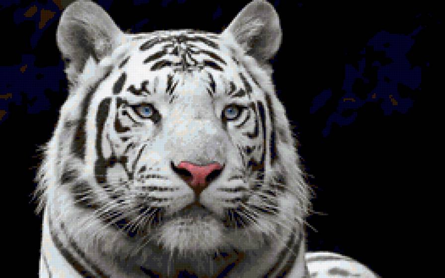 Белый тигр - животные, кошки, тигры - предпросмотр