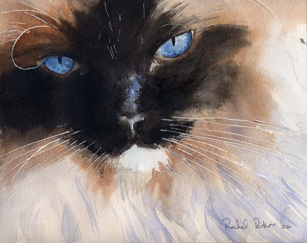 Сиамская кошка - сиамский, кот - оригинал