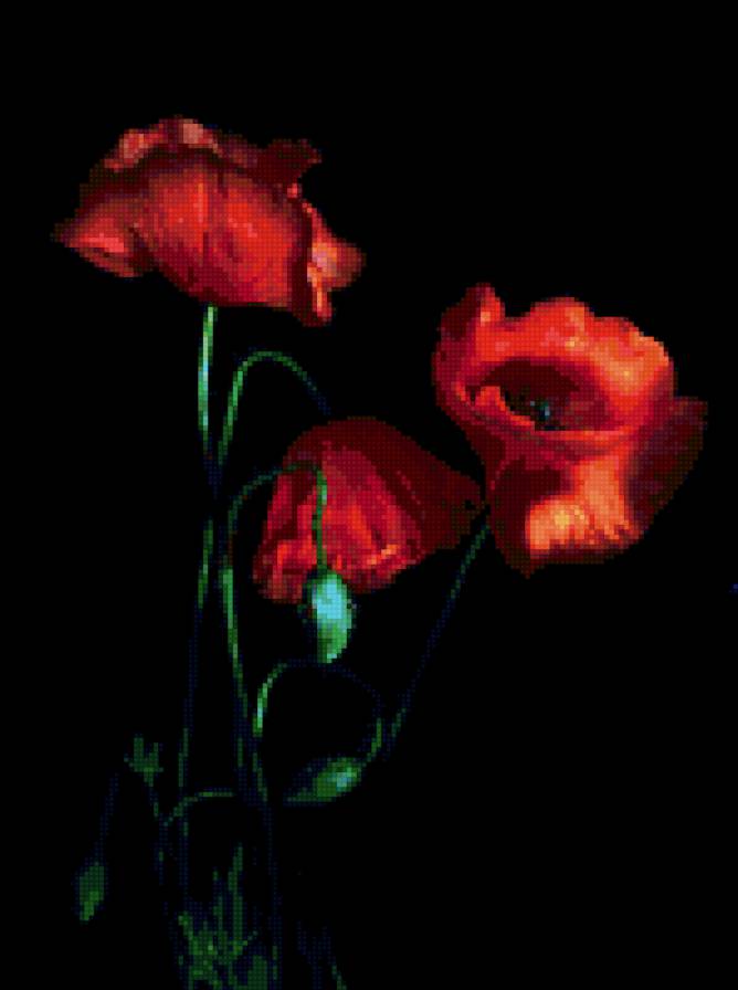 Маки - маки, цветы - предпросмотр