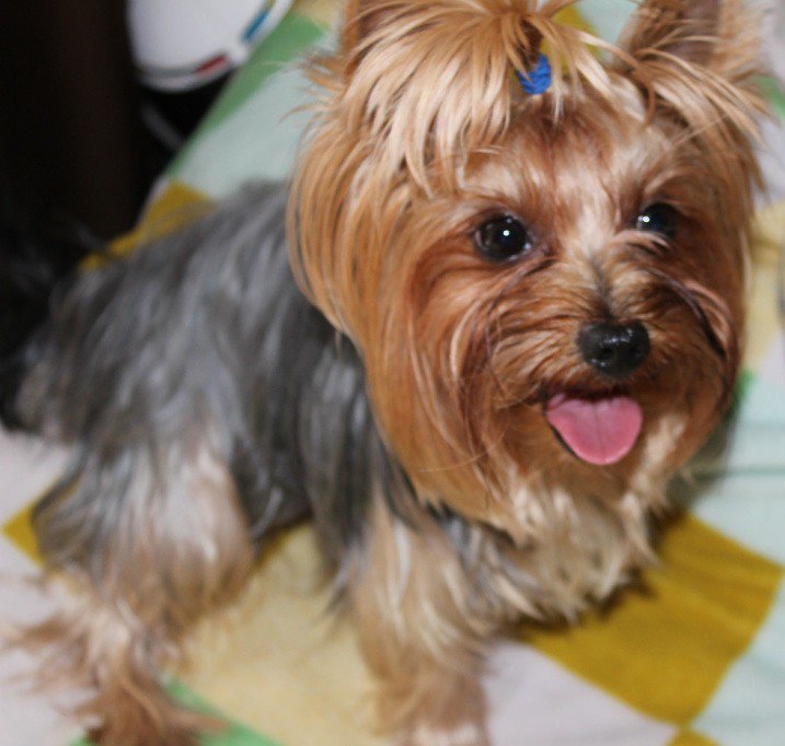 Йоркширский терьер - оригинал