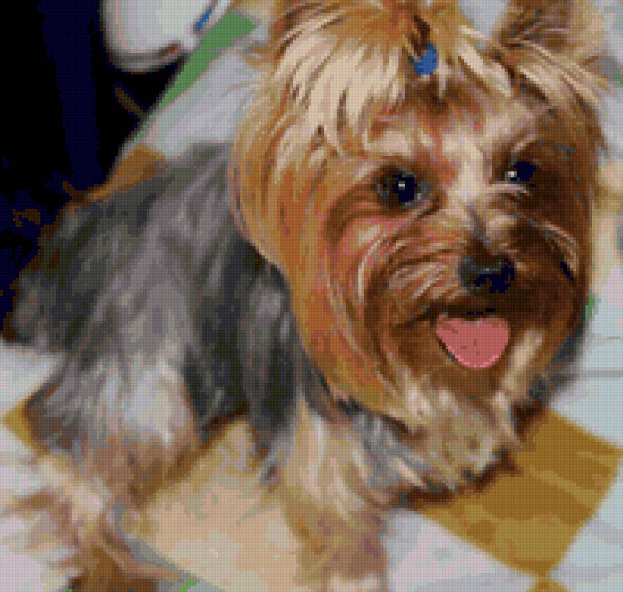 Йоркширский терьер - предпросмотр