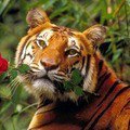 Схема вышивки «Влюбленный тигр»