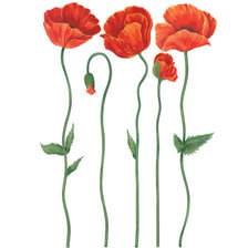 Схема вышивки «Маки»