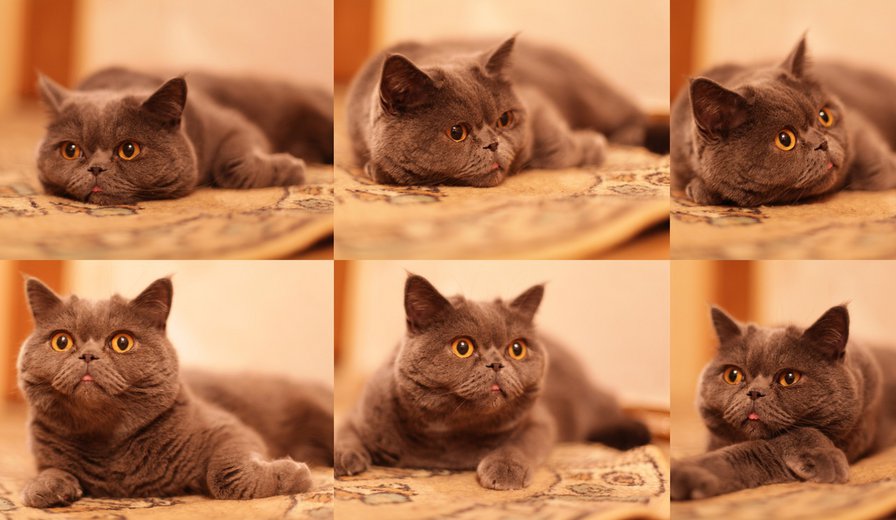 британец - красиво, кошки, британец - оригинал