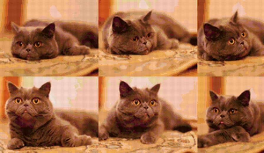 британец - красиво, кошки, британец - предпросмотр