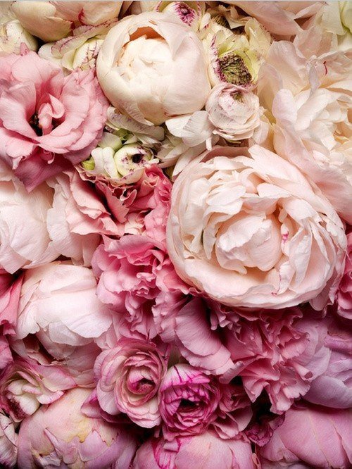 цветы - цветы, пионы - оригинал