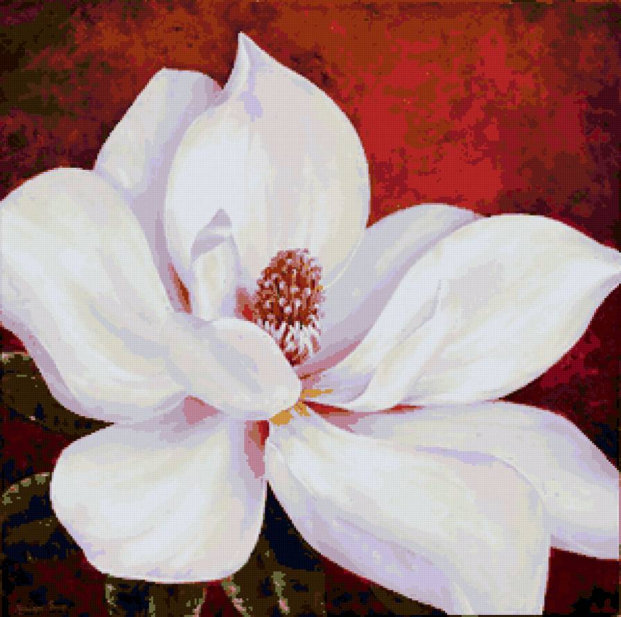 Магнолия - цветы, магнолия - предпросмотр