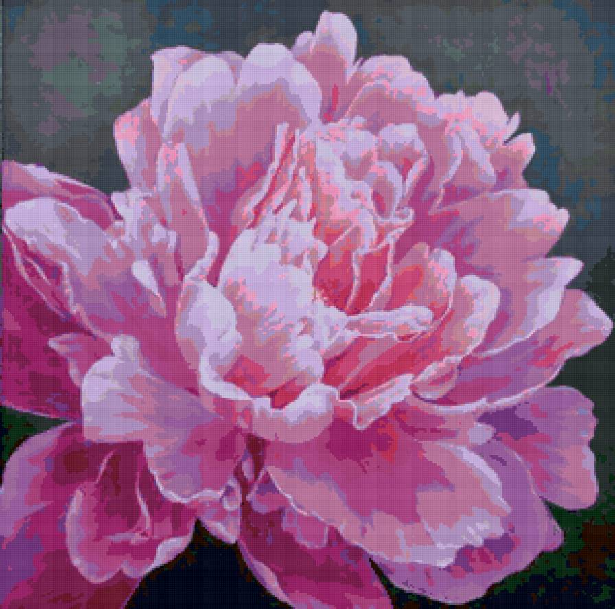 Пион - цветы, пионы - предпросмотр