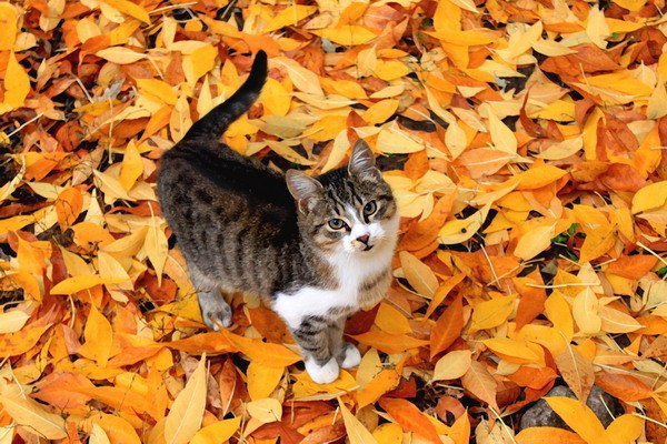 Кошка в листопаде - кошка, осень, листопад - оригинал
