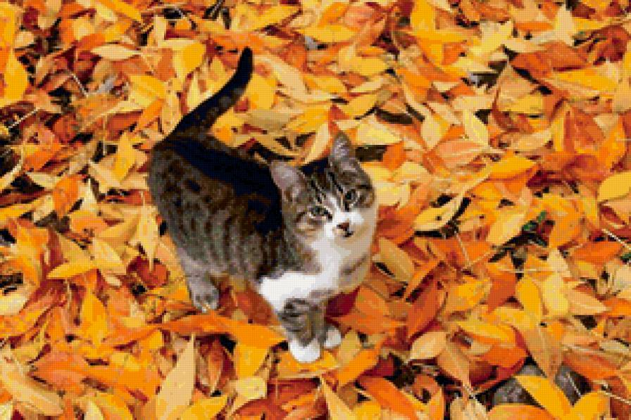 Кошка в листопаде - листопад, кошка, осень - предпросмотр