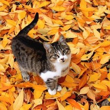 Кошка в листопаде
