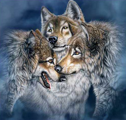 Волки - волки, хищник, волк, animals, звери, wolf, природа. зима - оригинал