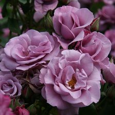 Схема вышивки «розы»