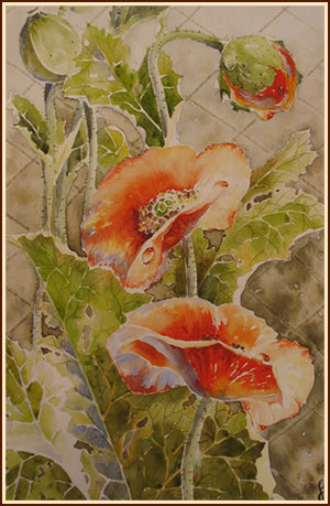 маки - цветы, маки - оригинал