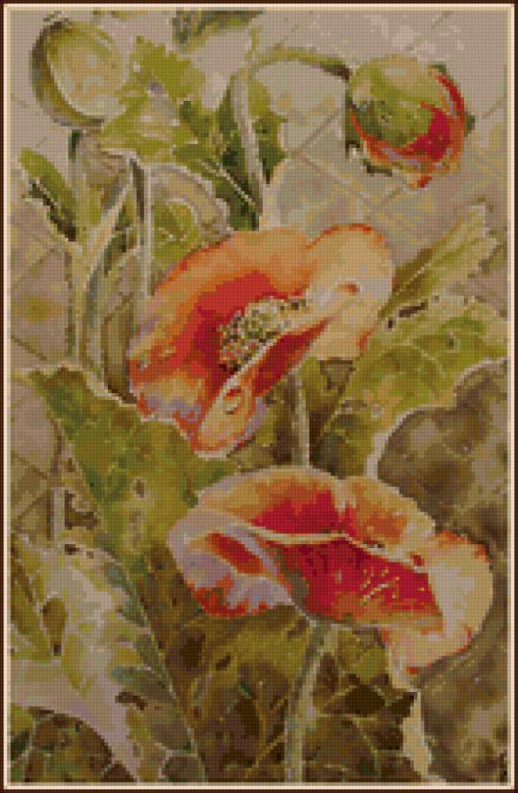 маки - цветы, маки - предпросмотр