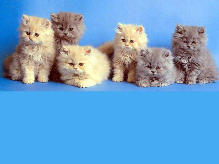 Котята - кошки, животные - оригинал