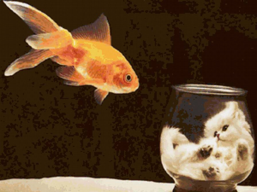 Поменялись - кошки, рыбы, животные - предпросмотр