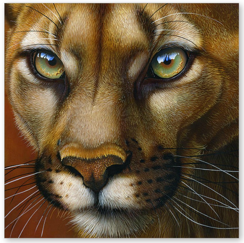 Кошки - кошки - оригинал