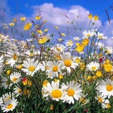 ромашковое поле