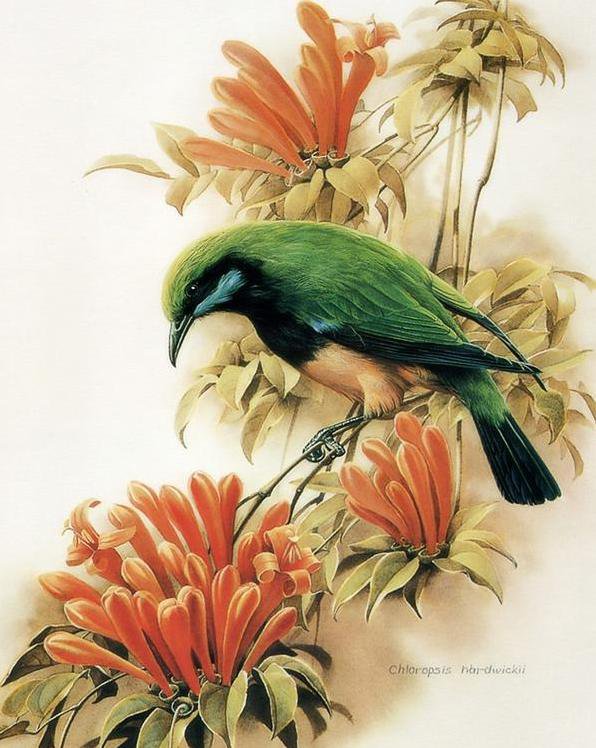 Птицы - картина, птицы, природа, анималисты - оригинал