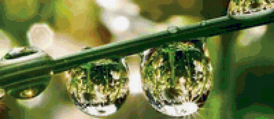 Капли росы - роса, трава, отражение, капля - предпросмотр