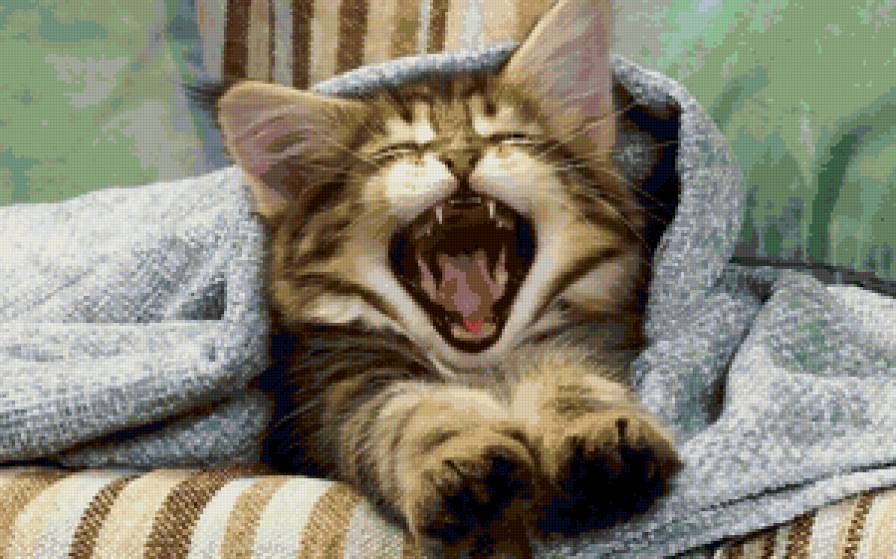 Ма-а-а-ма-а-а - кошки, животные - предпросмотр