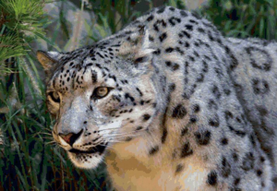 Леопард - кошки, животные, леопарды - предпросмотр