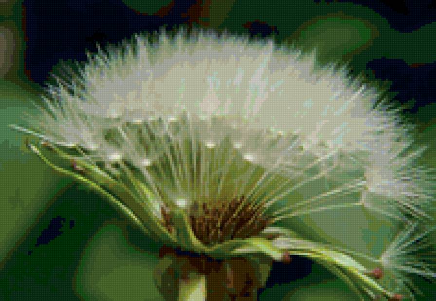 Одуванчик - растение, одуванчик, лето, зелень - предпросмотр