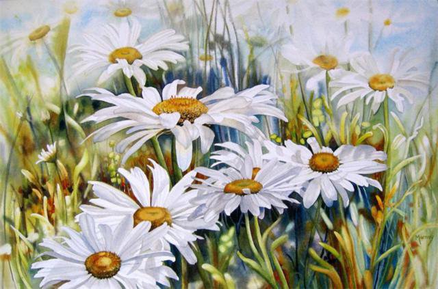 Ромашки - ромашки, цветы - оригинал