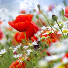 Схема вышивки «маки»