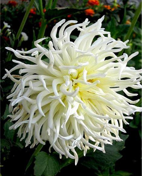 Белая хризантема - цветы - оригинал