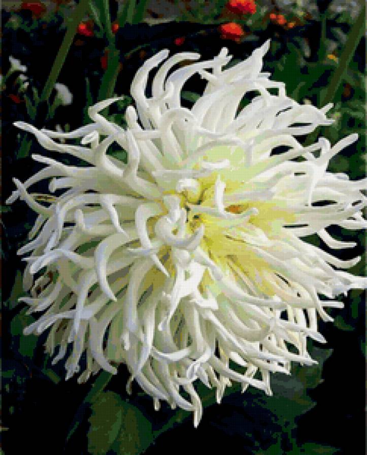 Белая хризантема - цветы - предпросмотр