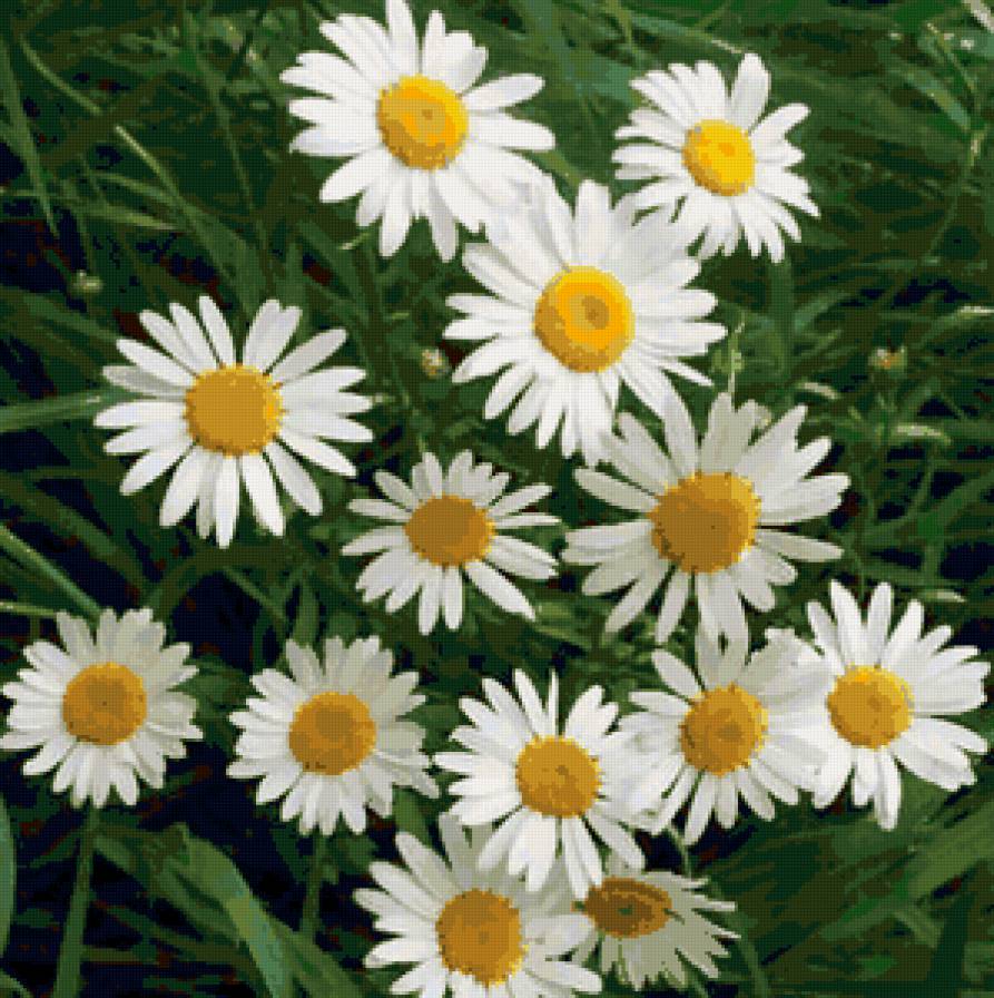 Ромашки 2 - подушка, цветы - предпросмотр