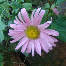 Схема вышивки «№96129»